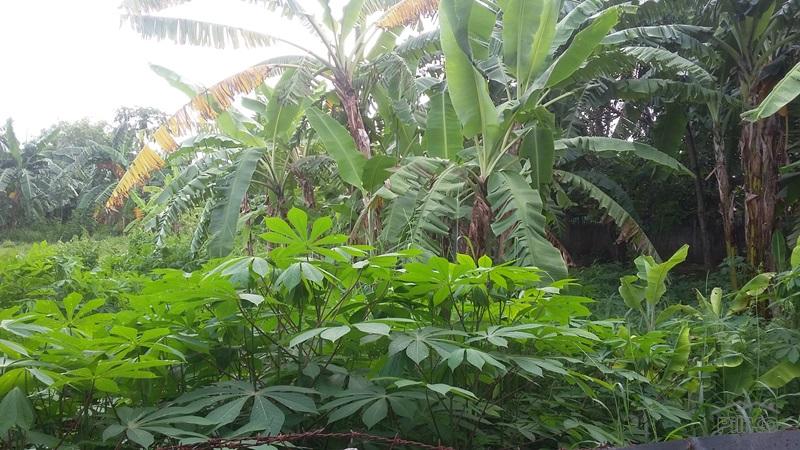 Picture of Residential Lot for sale in Talisay in Philippines