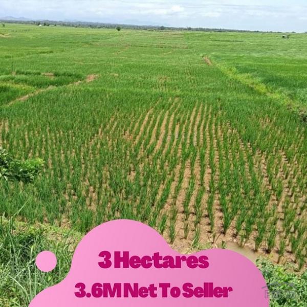 Picture of Land and Farm for sale in Saguday
