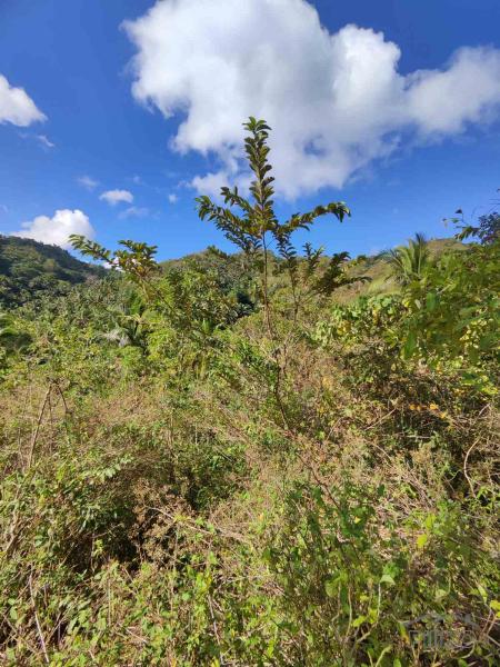 Picture of Land and Farm for sale in San Juan