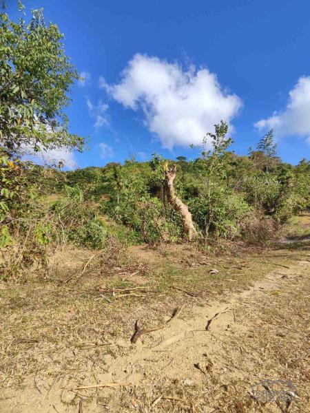Land and Farm for sale in San Juan in Batangas