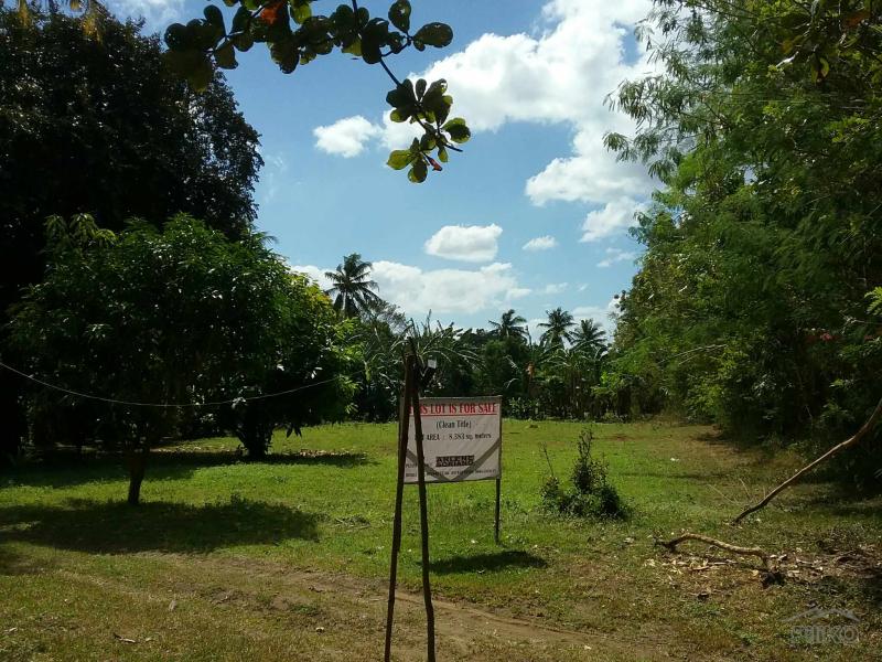 Agricultural Lot for sale in Talisay - image 11