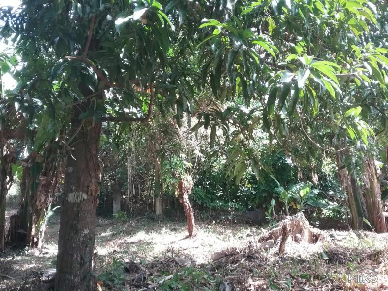 Agricultural Lot for sale in Talisay - image 12