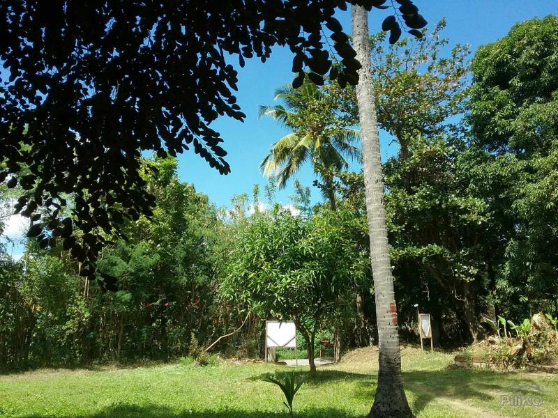 Agricultural Lot for sale in Talisay - image 13