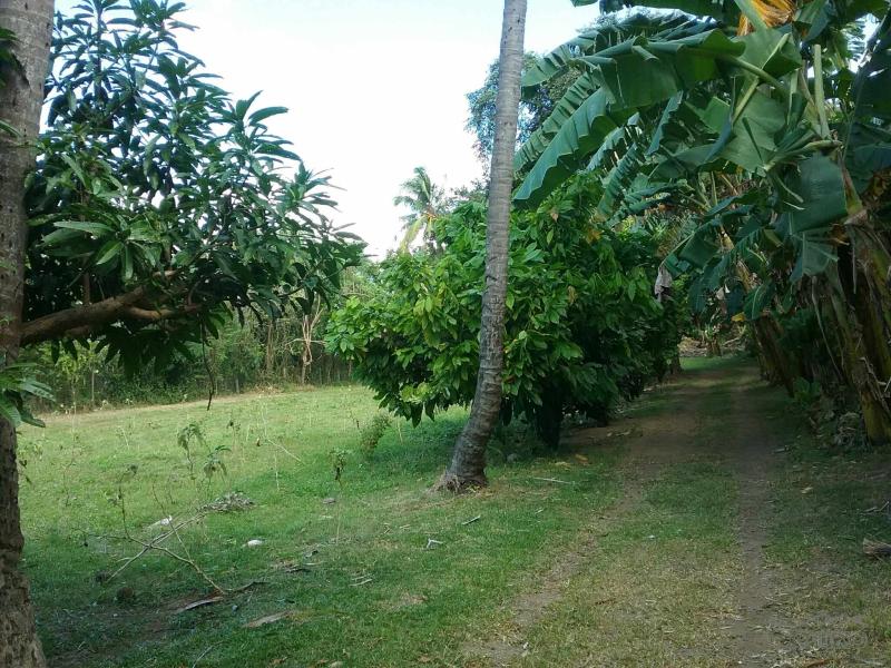 Agricultural Lot for sale in Talisay - image 14