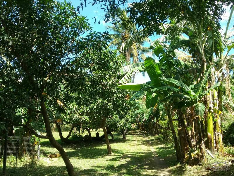 Agricultural Lot for sale in Talisay - image 16