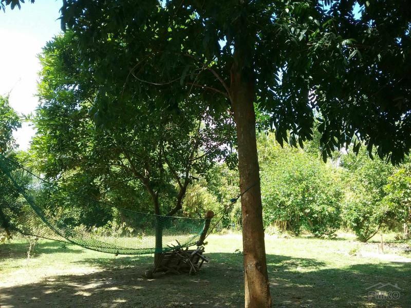 Agricultural Lot for sale in Talisay - image 18