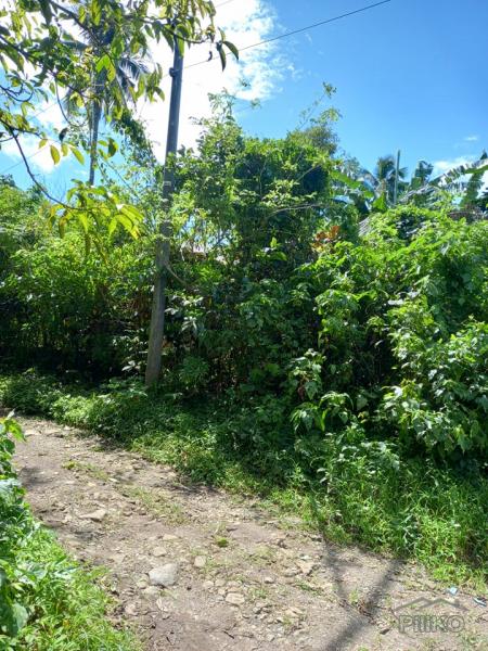 Agricultural Lot for sale in Lipa - image 10