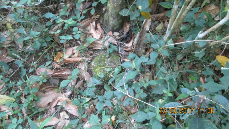 Agricultural Lot for sale in Lipa - image 11