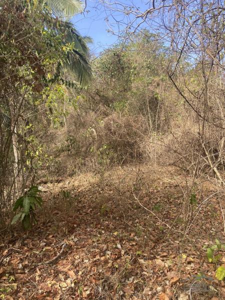 Agricultural Lot for sale in Rosario - image 3
