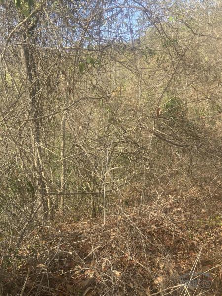 Agricultural Lot for sale in Rosario - image 8