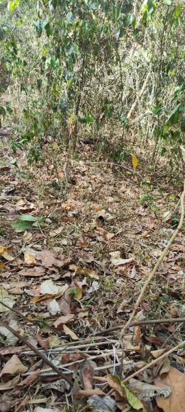 Picture of Agricultural Lot for sale in Rosario in Philippines