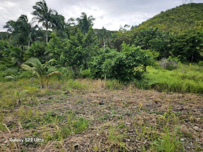 Picture of Agricultural Lot for sale in Maribojoc in Bohol