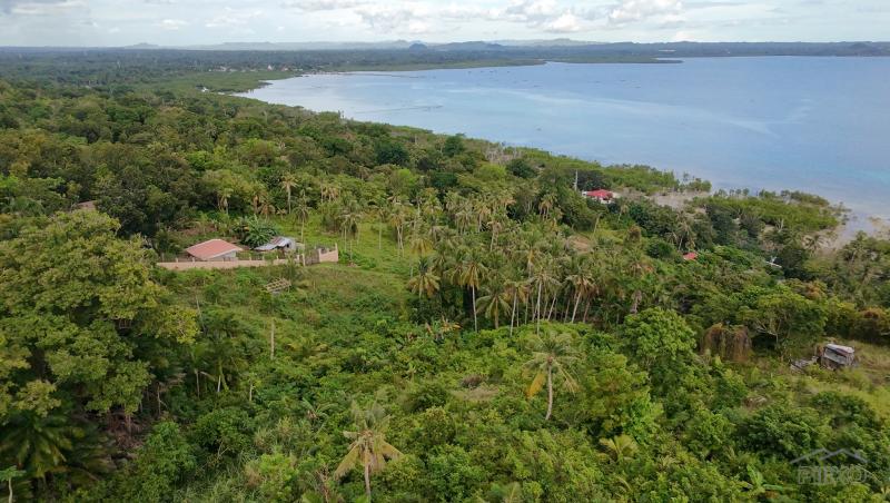 Agricultural Lot for sale in Maribojoc - image 9