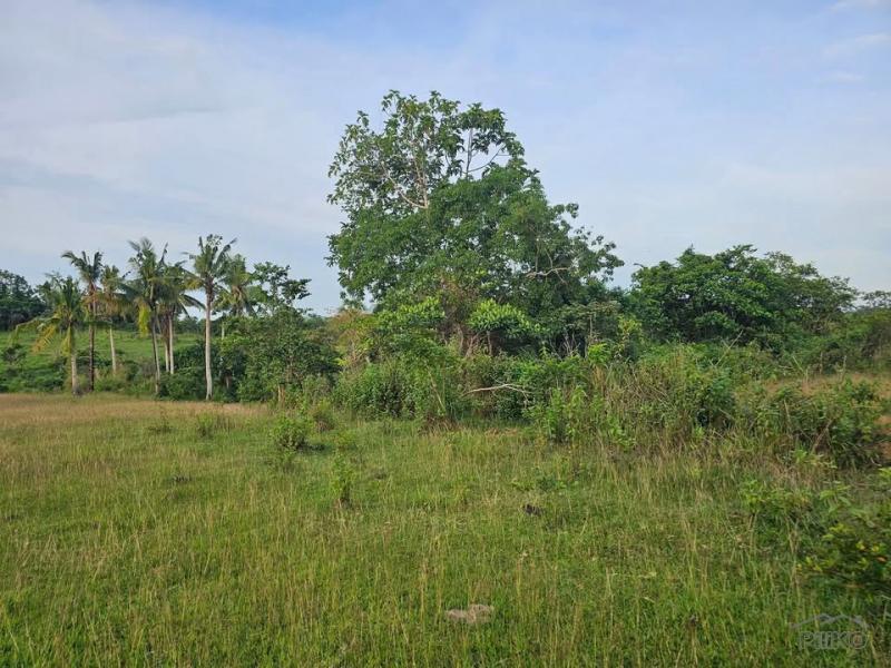 Agricultural Lot for sale in Ubay in Bohol