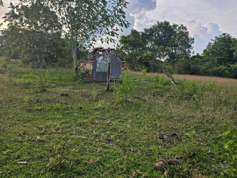 Agricultural Lot for sale in Ubay in Philippines