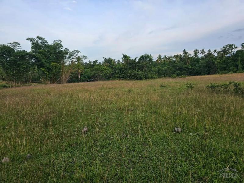 Picture of Agricultural Lot for sale in Ubay in Philippines