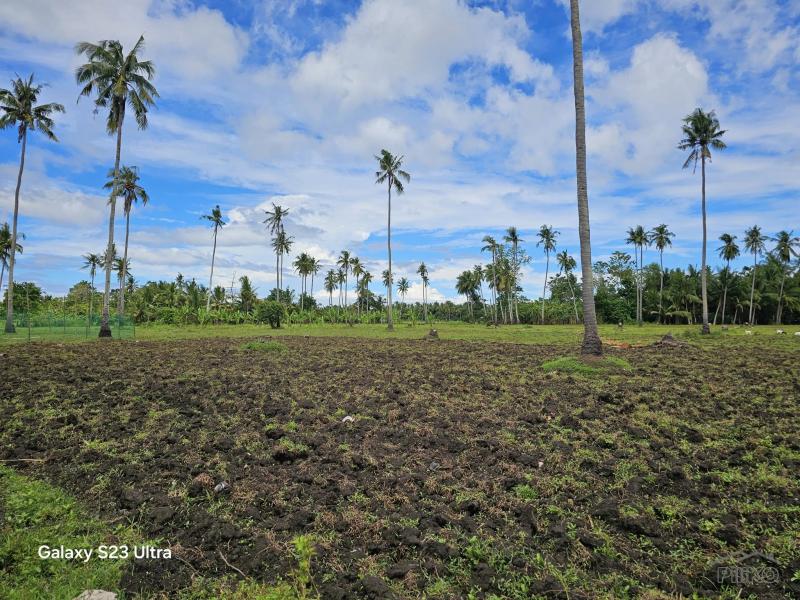 Agricultural Lot for sale in Tubigon in Bohol