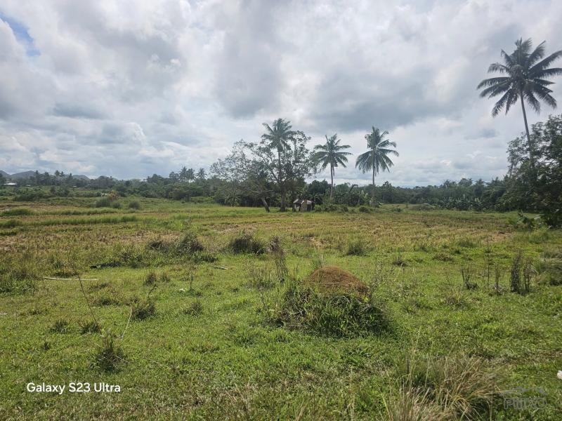 Picture of Agricultural Lot for sale in Clarin in Philippines