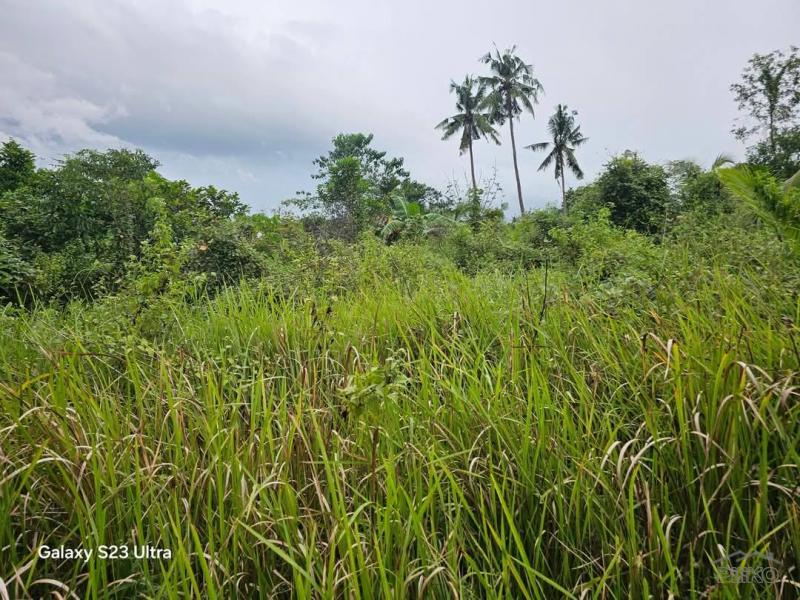 Picture of Agricultural Lot for sale in Trinidad in Bohol