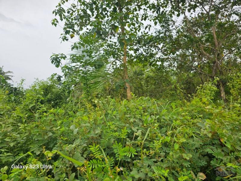 Picture of Agricultural Lot for sale in Trinidad in Philippines