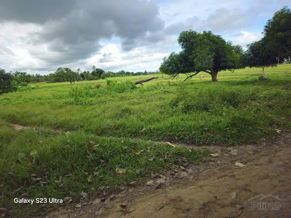 Agricultural Lot for sale in Bien Unido in Bohol - image