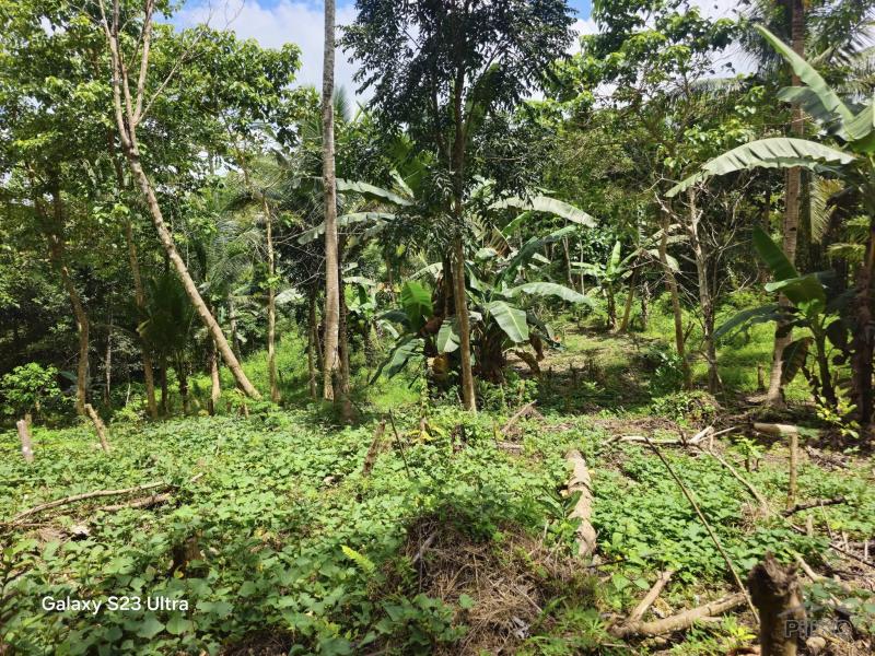Agricultural Lot for sale in Catigbian - image 10