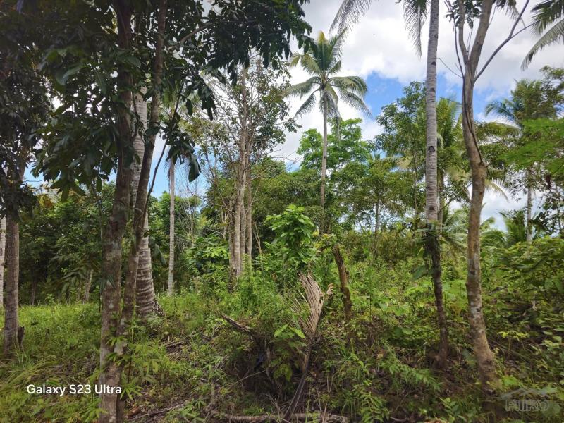 Agricultural Lot for sale in Catigbian