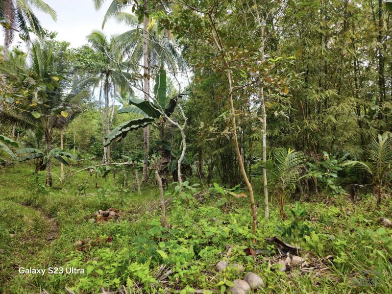 Agricultural Lot for sale in Catigbian in Bohol