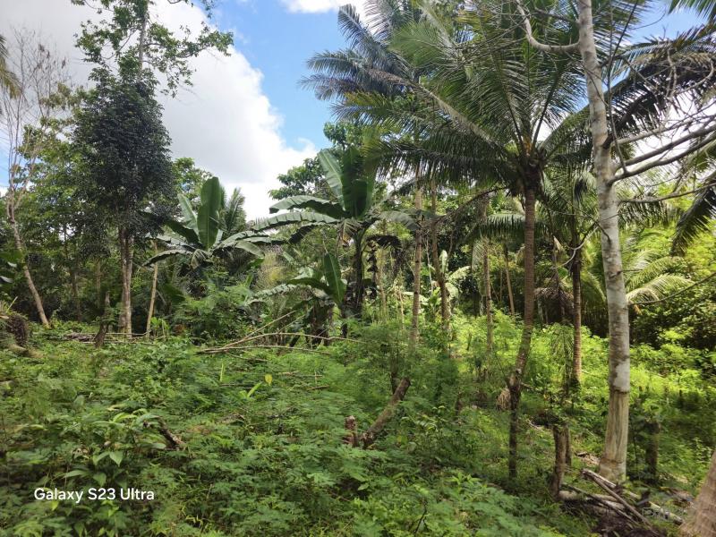 Agricultural Lot for sale in Catigbian in Philippines - image