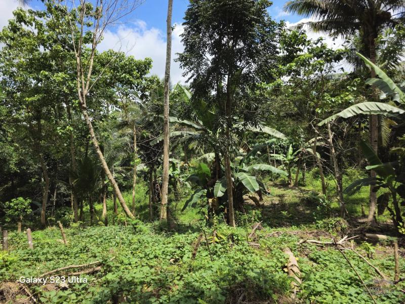 Agricultural Lot for sale in Catigbian - image 9