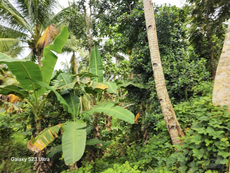 Agricultural Lot for sale in Carmen in Bohol
