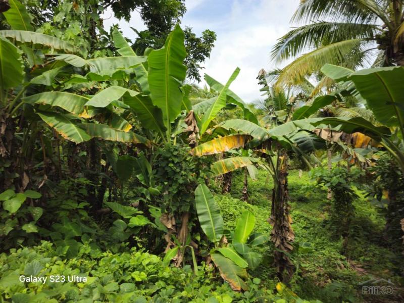 Agricultural Lot for sale in Carmen in Philippines