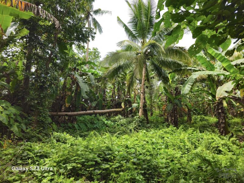 Agricultural Lot for sale in Carmen - image 5
