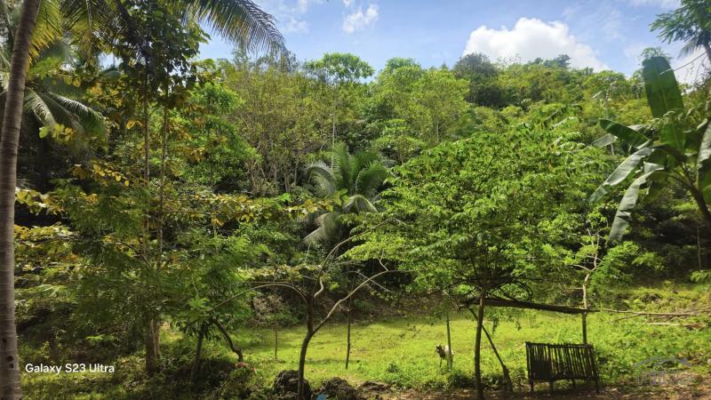 Agricultural Lot for sale in Borbon - image 10