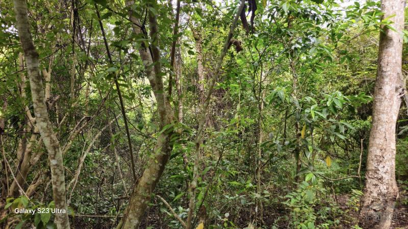 Agricultural Lot for sale in Borbon - image 11