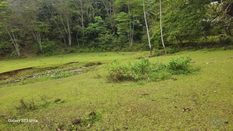 Agricultural Lot for sale in Borbon - image 12