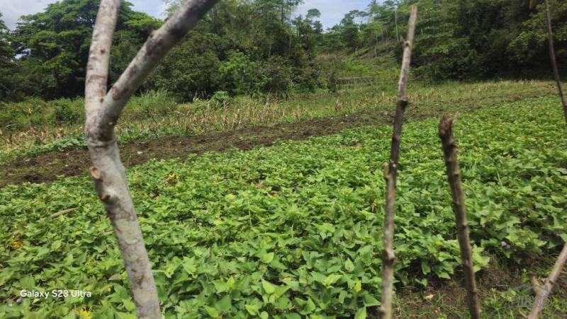 Agricultural Lot for sale in Borbon - image 13