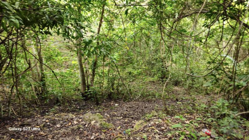 Agricultural Lot for sale in Borbon in Philippines