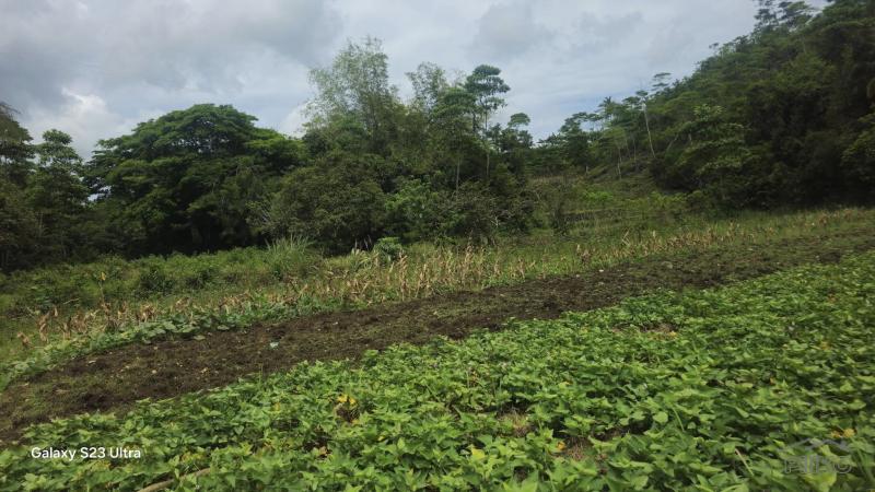 Agricultural Lot for sale in Borbon in Cebu - image