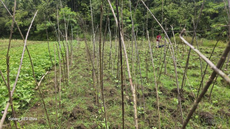 Agricultural Lot for sale in Borbon in Philippines - image