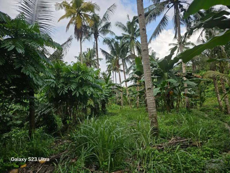 Agricultural Lot for sale in Aloguinsan - image 2
