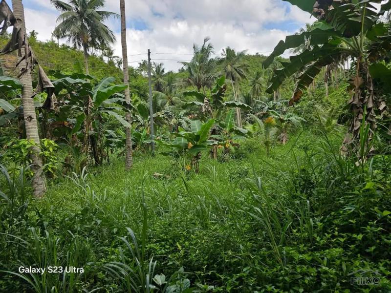 Agricultural Lot for sale in Aloguinsan - image 3