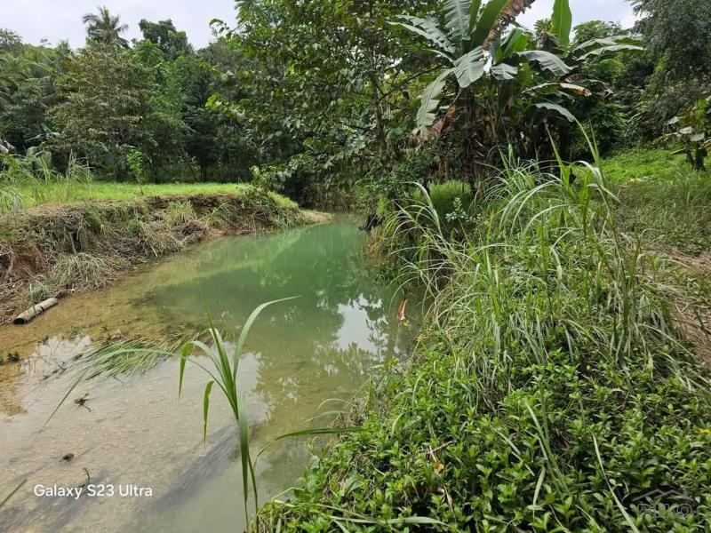 Agricultural Lot for sale in Aloguinsan - image 4