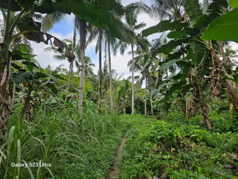 Agricultural Lot for sale in Aloguinsan - image 5