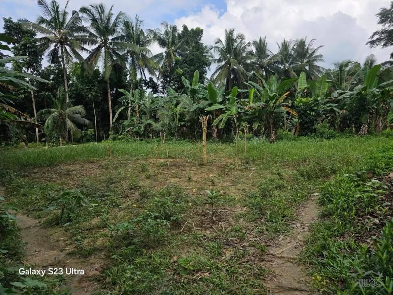 Agricultural Lot for sale in Aloguinsan - image 7