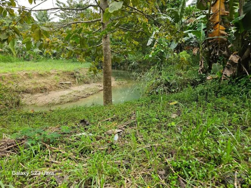 Agricultural Lot for sale in Aloguinsan - image 8