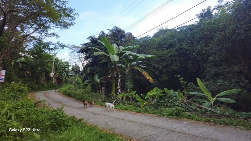 Agricultural Lot for sale in Cebu City - image 3