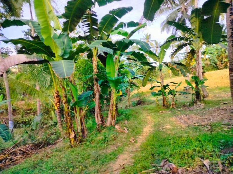 Agricultural Lot for sale in Aloguinsan - image 11