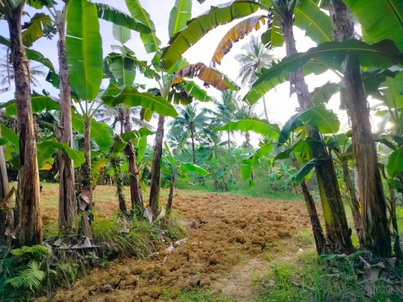 Agricultural Lot for sale in Aloguinsan - image 12