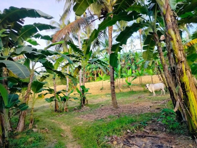 Agricultural Lot for sale in Aloguinsan - image 13